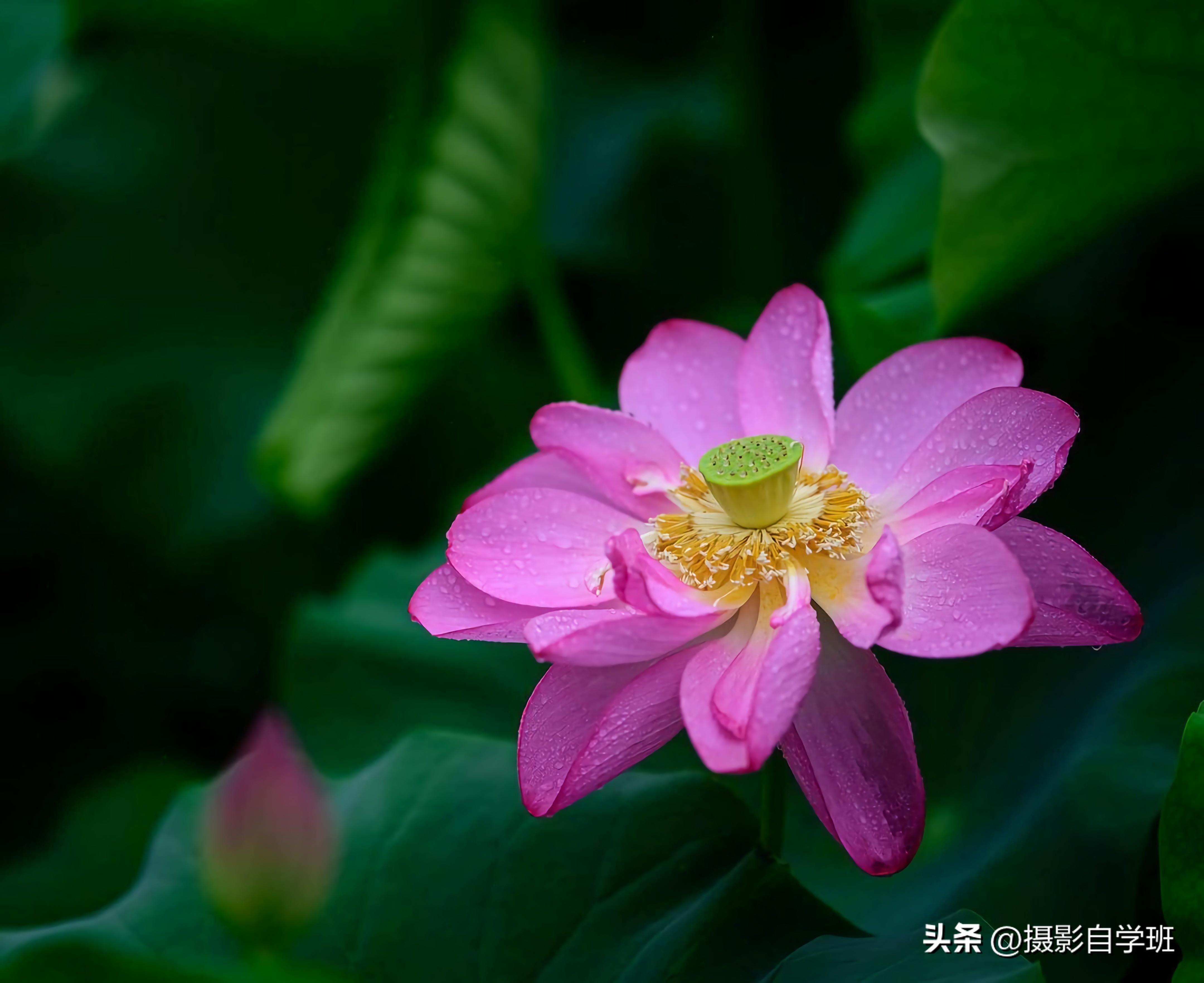 摄影后期修图教程荷花后期,手机拍摄荷花摄影师总结10个技巧