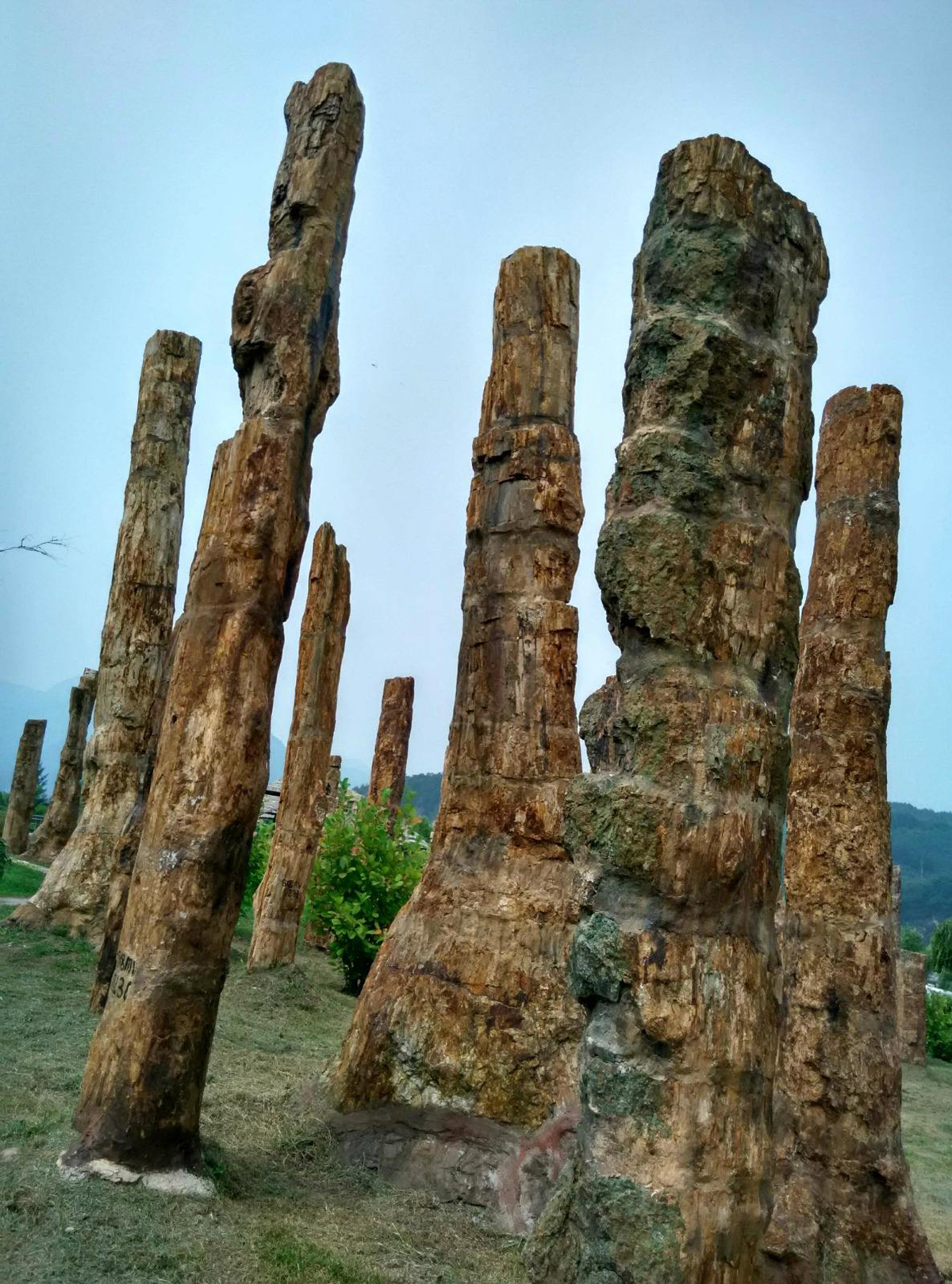 硅化木的原始树木,硅化木和树化石