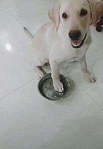 拉布拉多价格高低标准对比,拉布拉多幼犬价格一般在多少才好