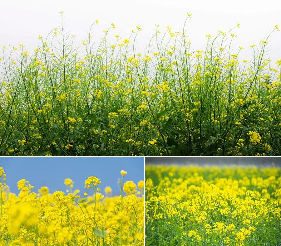 儿童画教程｜春季自然美学课程《正是油菜花开时》