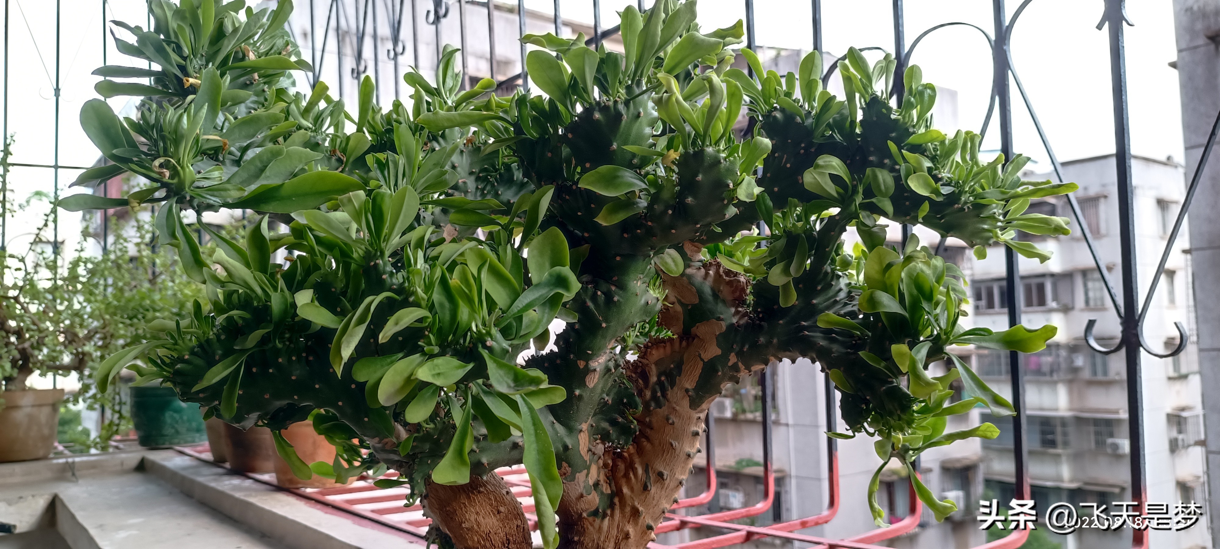 玉麒麟树的养护,玉麒麟好养吗