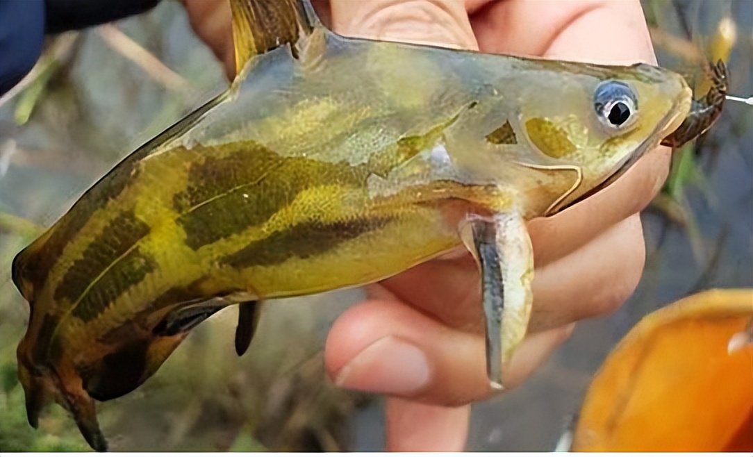 野生鱼，你买对了吗？