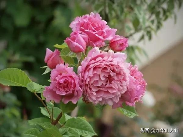 最耐寒的藤本月季哪个品种好 (藤本月季及主要品种详细介绍图解)