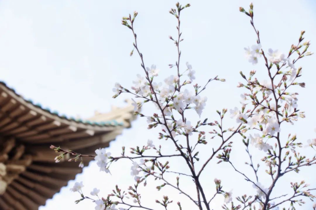 2024年武汉大学高校专项招生简章,武汉大学本科招生表