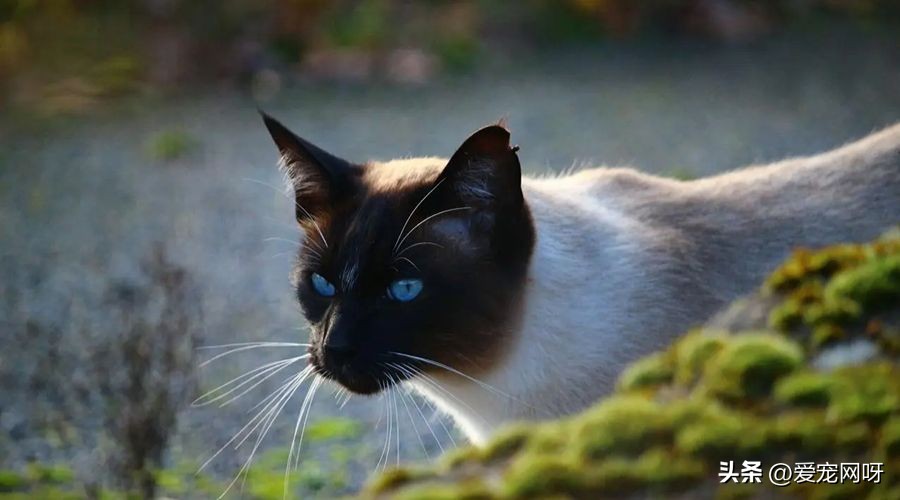 哪种猫咪又便宜又好看又方便养,什么猫咪又可爱又便宜又适合新手