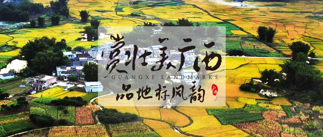 千年古树百年茶,千年古树野生茶1000克珍藏品