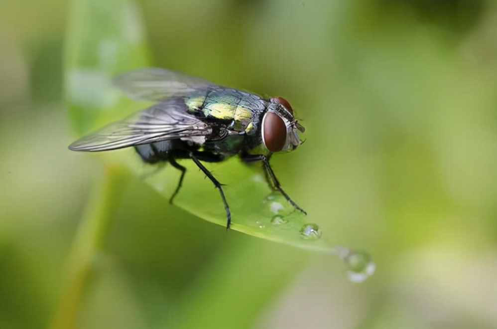 为什么最近苍蝇蚊子冬天还这么多,苍蝇和蚊子怎么过冬的