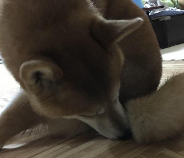 养狗冷知识二哈,两个月狗狗一直舔尿道口