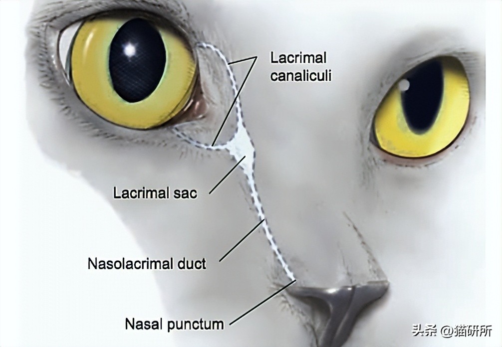 猫咪吃饭眼泪汪汪,猫咪吃饭流眼泪是为什么