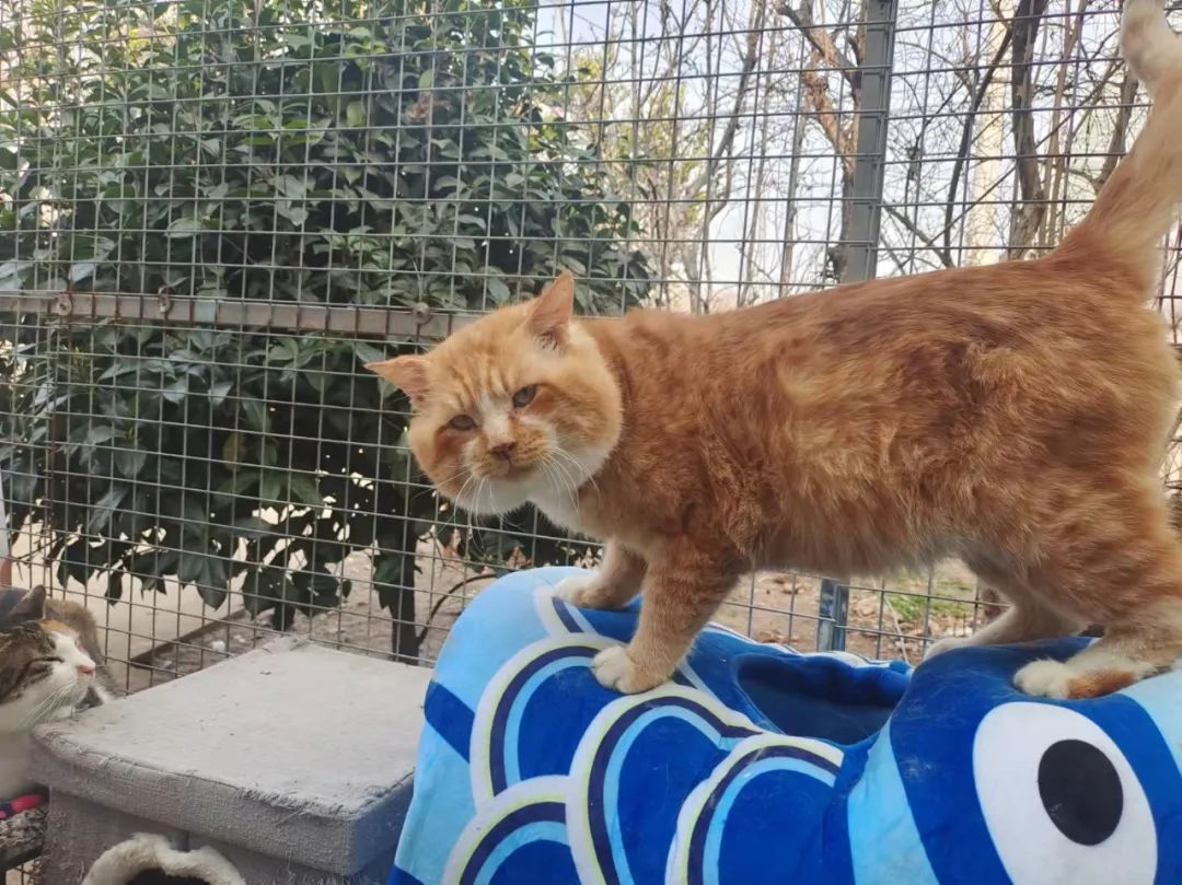 打遍猫群无敌手,猫中小霸王胖咪的幸福喵生