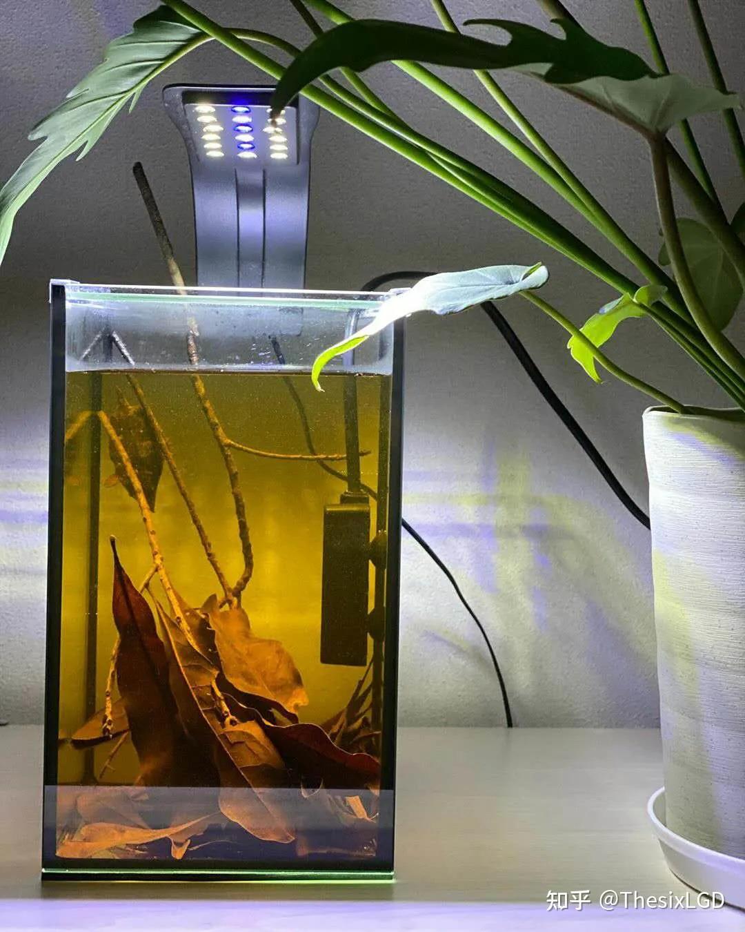 新手大鱼缸养鱼入门基础教程,新手大鱼缸养鱼什么鱼最好养