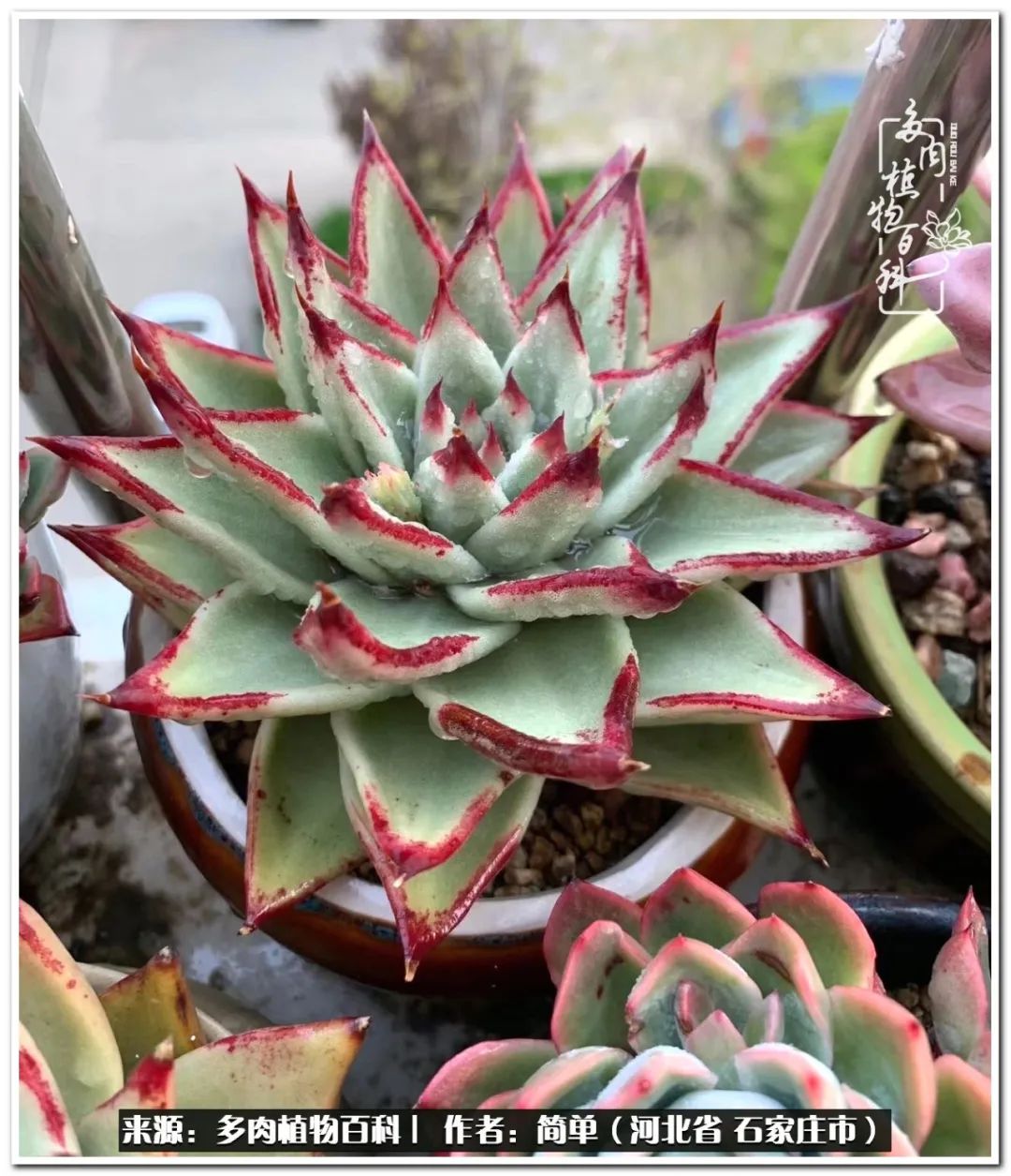 自从养了多肉以后视频,养多肉治愈生活中的疲惫和琐碎