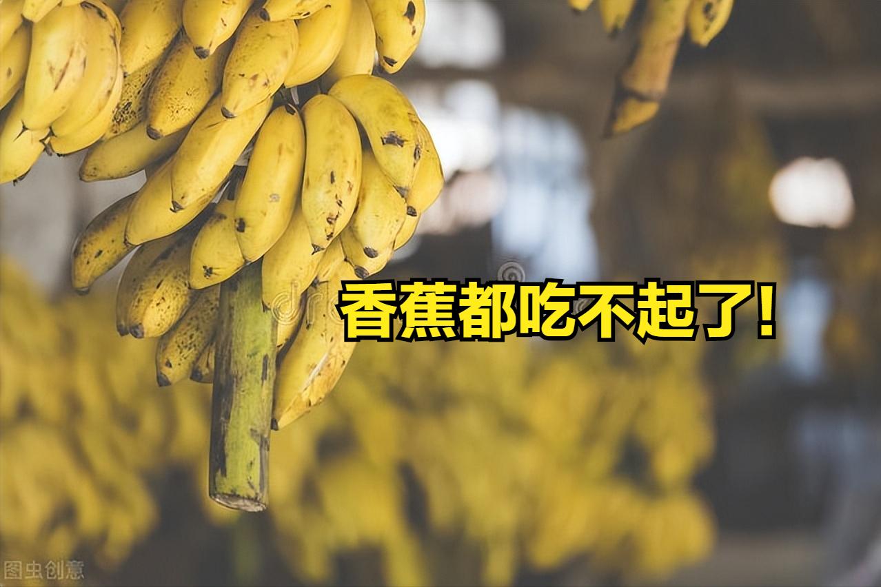 缅甸香蕉滞销怎么解决,为什么香蕉价格一直不好