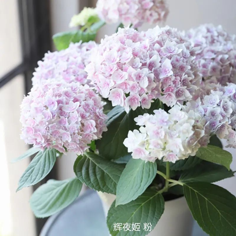 绣球花期一般多久,绣球花期后什么时候修剪