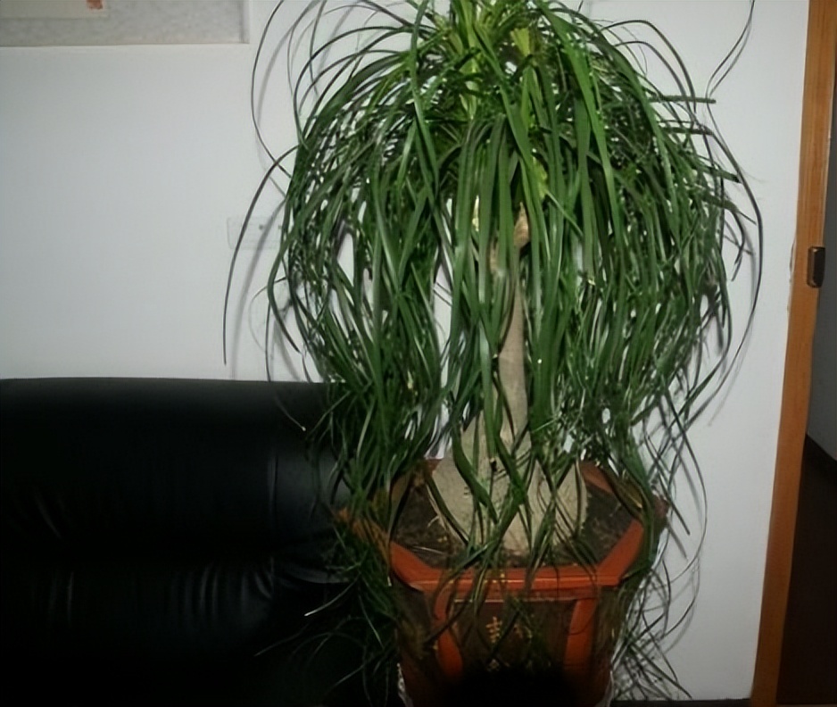 哪些植物对猫咪无毒又能吸附甲醛,吸甲醛最好的植物还好养