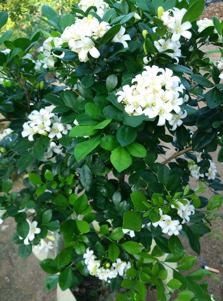 常见有毒花千万别碰,世上有毒的花和植物