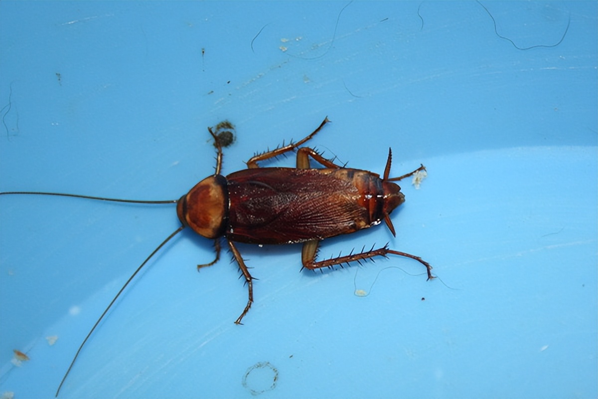 防治蟑螂最有效的方法,蟑螂的防治和消灭的一个操作流程