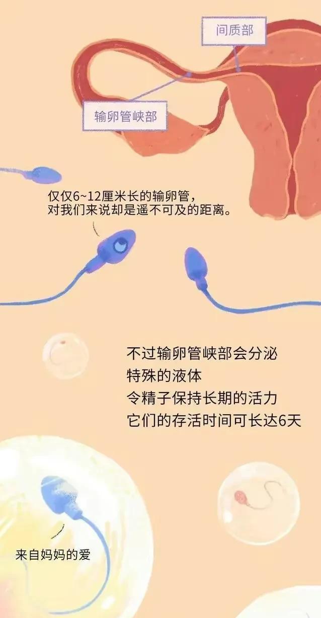 精子进入女性体内，会发生什么？有些刺激（漫画）