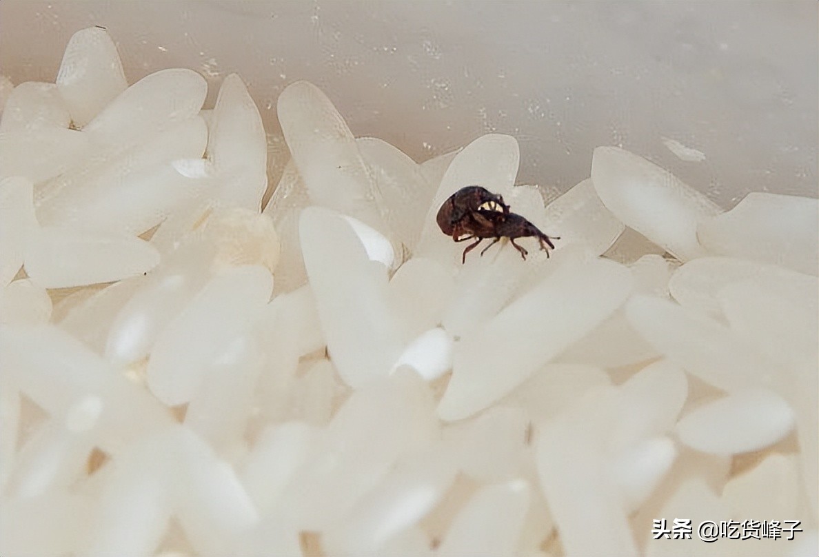 大米生虫了怎么办还能吃吗,大米为啥会出虫子