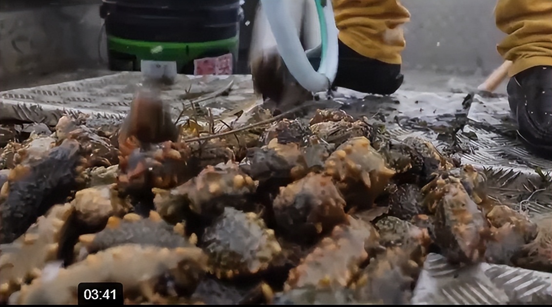 仅有积蓄23块钱，山东小伙大胆借600万，捞出大连海底“小黄金”