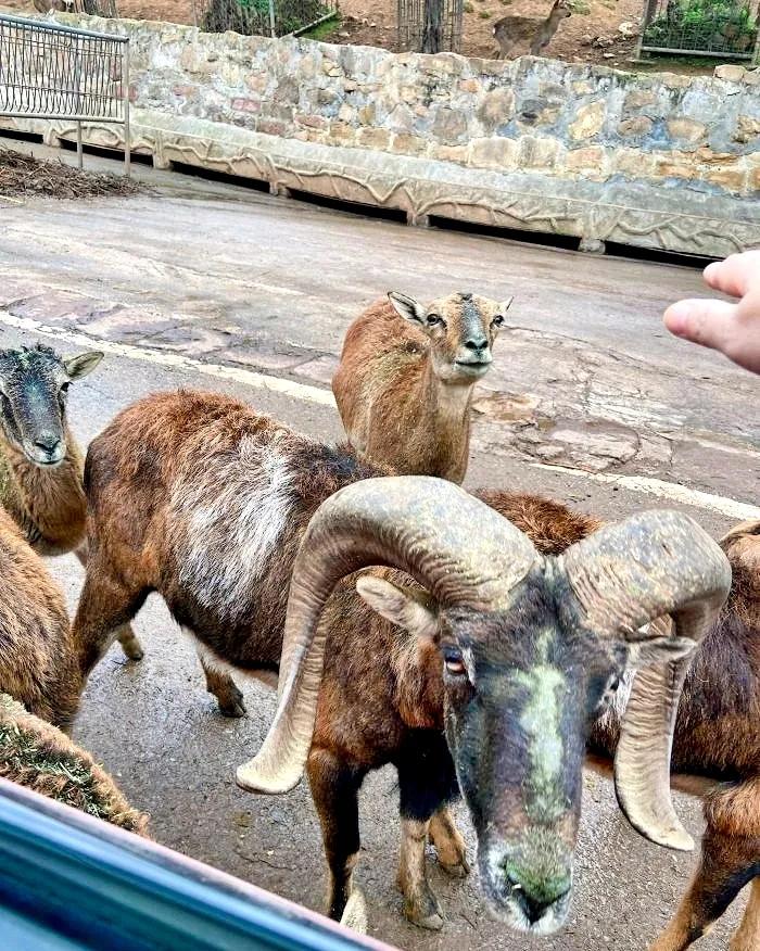 重庆乐和乐都野生动物园一日游,重庆野生动物园攻略一日游