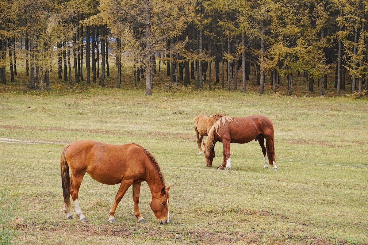 乌盟往事：⑨“走东口”，老家从坝上来