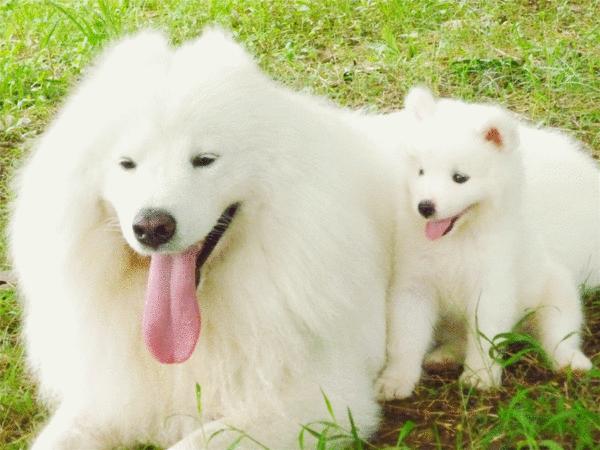 萨摩耶怎么去泪痕最快,萨摩耶狗身上掉毛怎么办