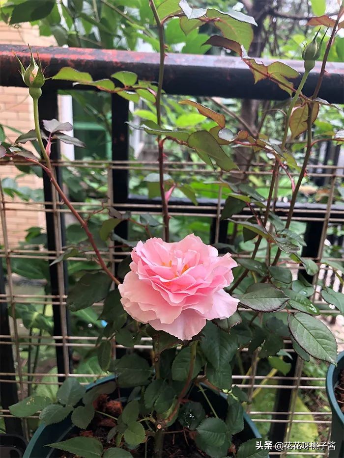 花期特别短暂开放好看的粉色月季,粉色可爱融化你的少女心月季