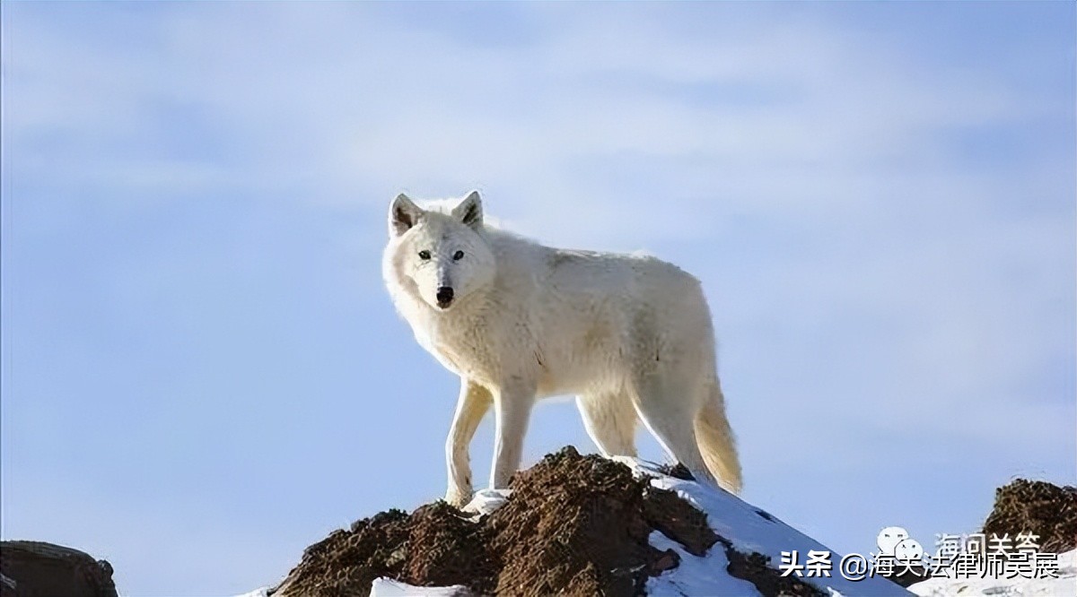 进口加拿大生狼皮，结关后要按规定运输路线运往指定企业？