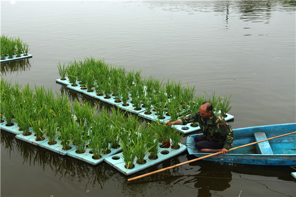 种稻养鱼高产技术,水上种稻水下能养鱼吗