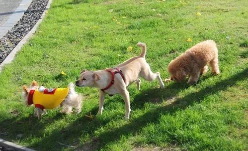 常见宠物疾病及治疗,春季宠物疾病预防