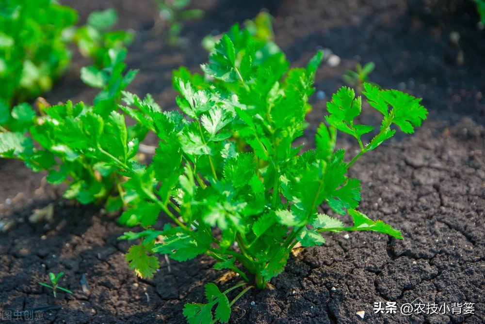 香菜怎样种植出苗快产量高,秋季大棚种植香菜技术