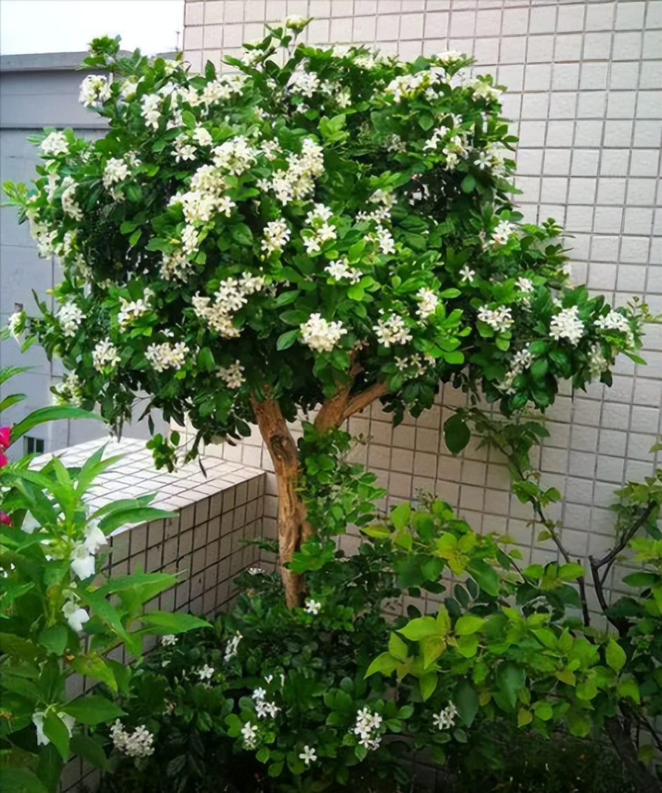 18种花卉的种子,100种最好养又好看的花