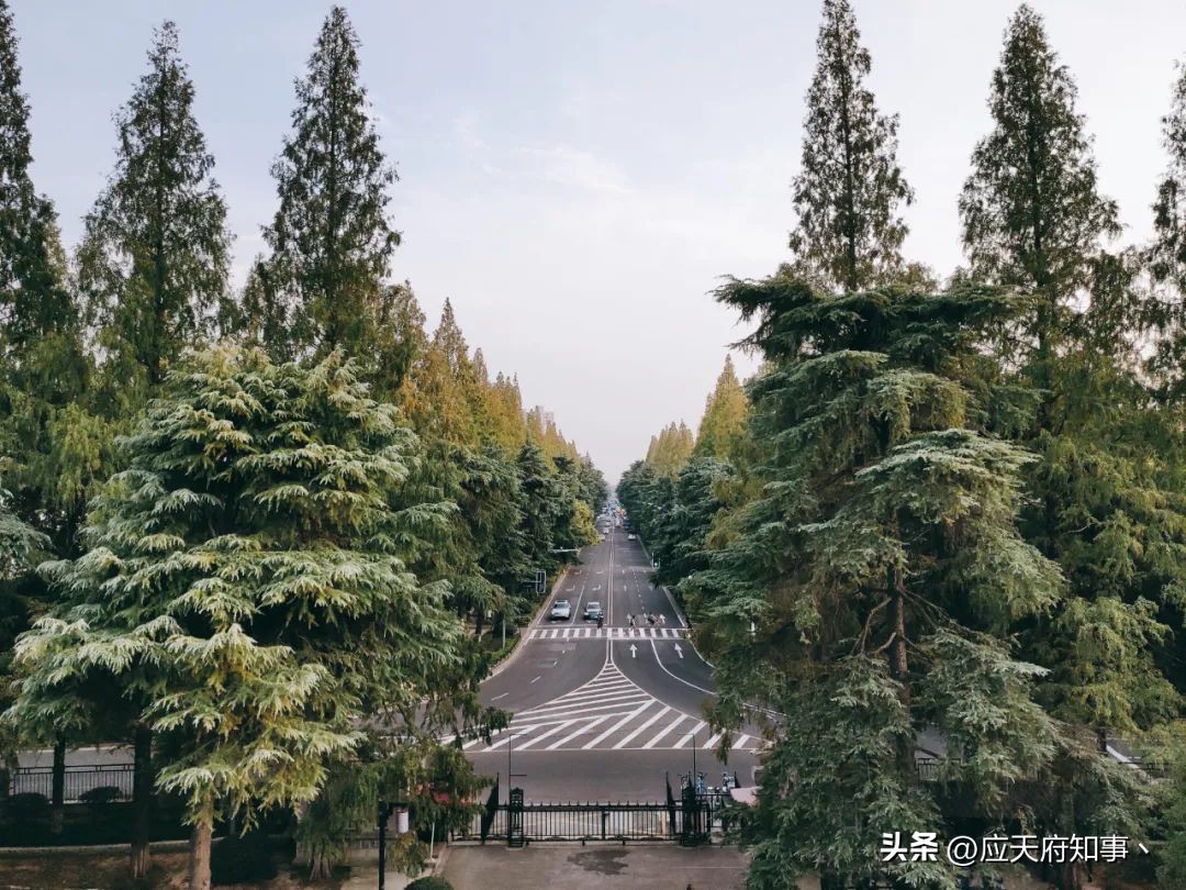 梧桐树寄托乡愁的诗句,关于南京的梧桐树文章