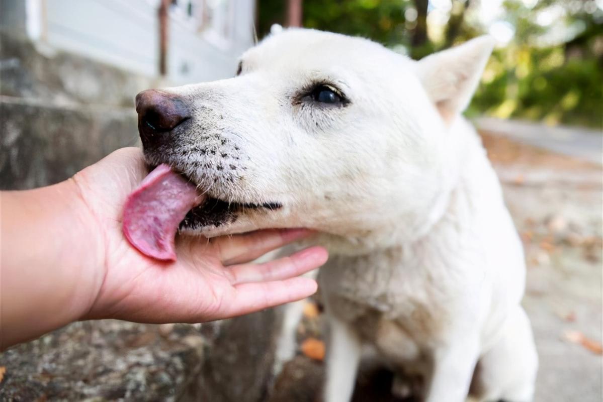 母狗喜欢舔小狗,母狗老是舔自己手是因为什么