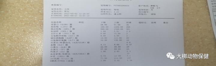 猫咪胃炎出血怎么治疗最好,猫咪肠胃炎的表现症状有哪些