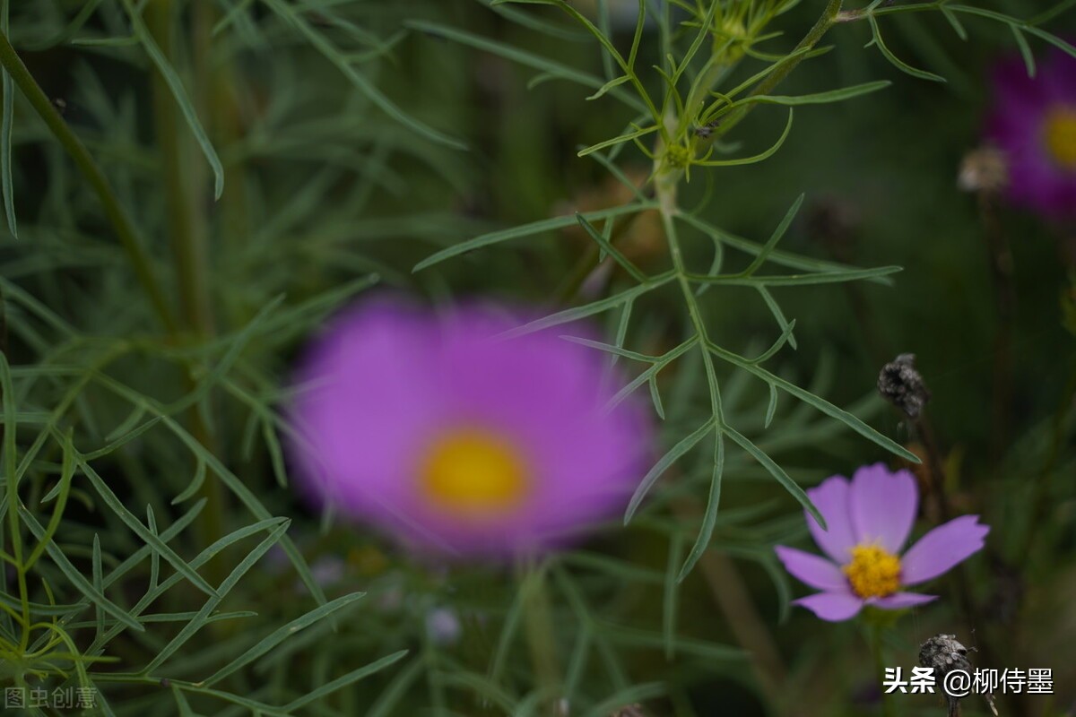 手机拍照技巧最全解析,手机拍照前先调整好哪些方面