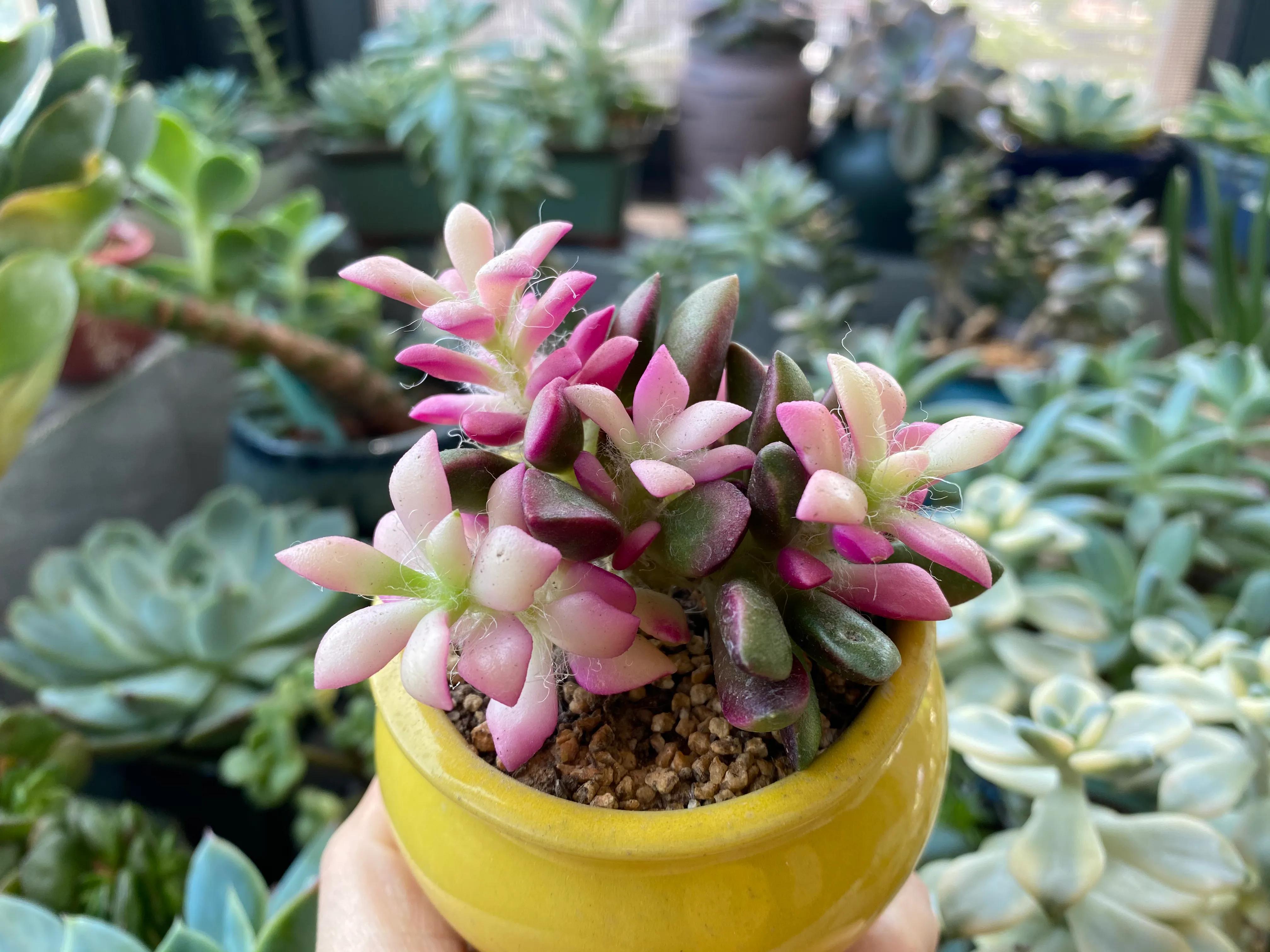 五月的颜色作文,五月的颜色对照表