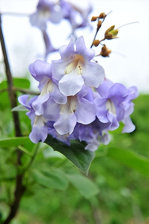 飞花令中读诗词23,飞花令梧桐