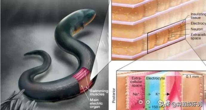 电鳗电死鳄鱼的视频,电鳗鱼电死鳄鱼视频