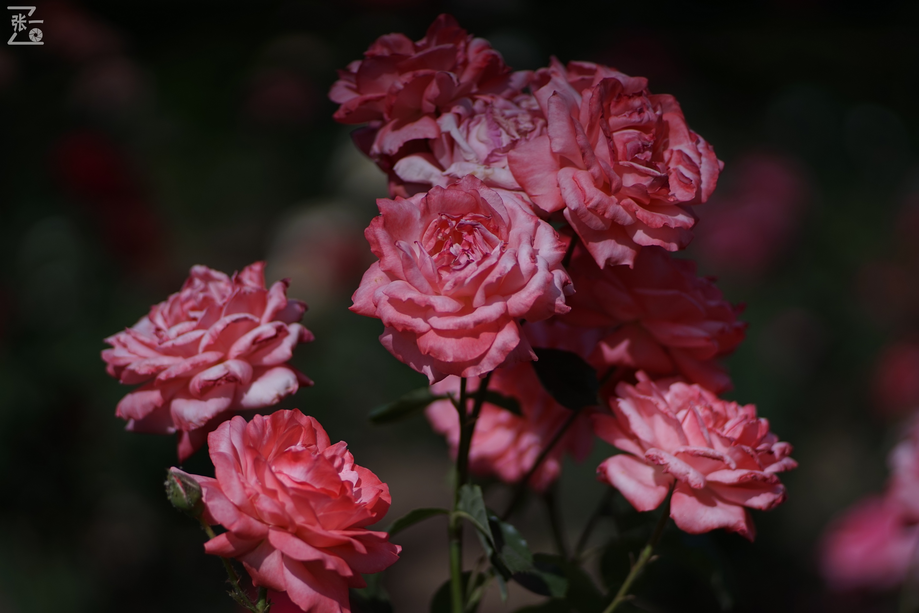 蔡司sonnar50毫米,蔡司sonnar镜头生产年份