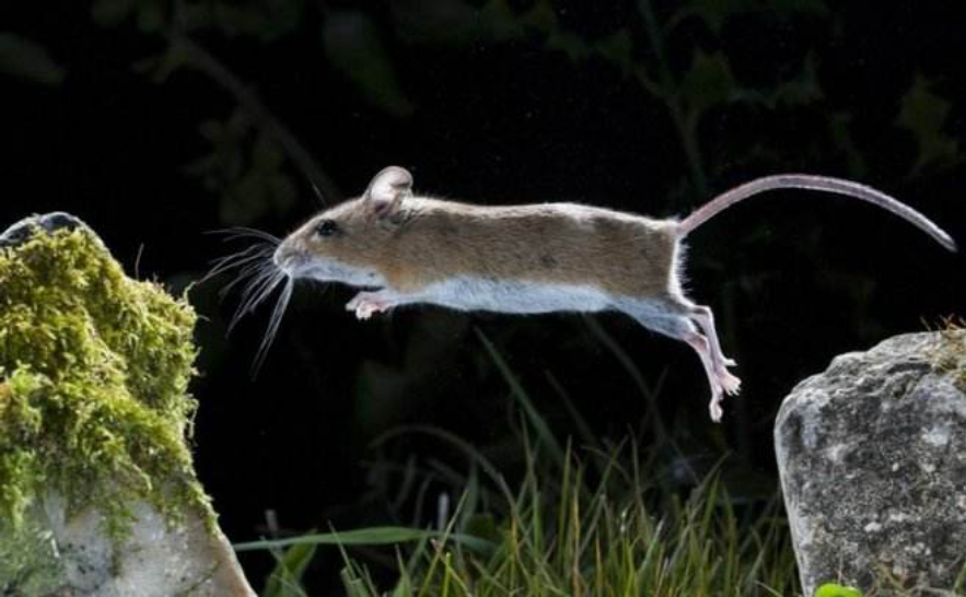 老鼠的报复性有多强,老鼠为什么会遇到威胁咬死同类