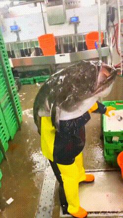 垃圾桶搞笑视频gif,搞笑gif段子塑料袋成精了