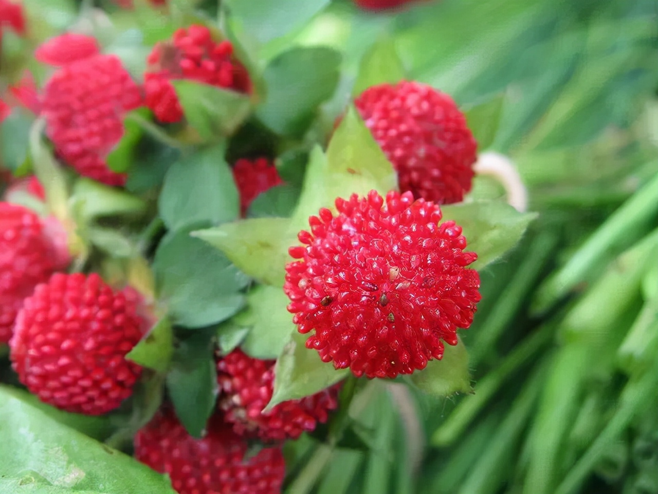 公园路边植物图片,路边的小植物有哪些
