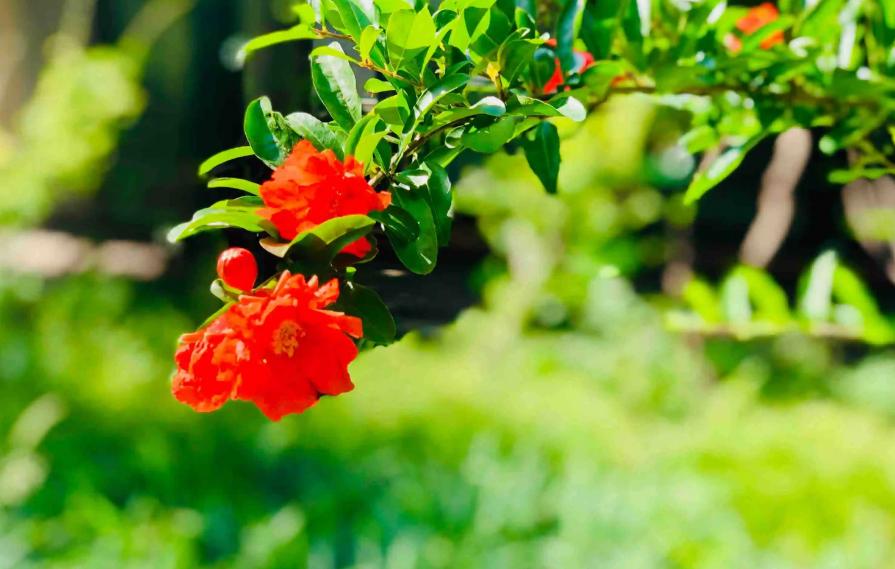 「诗词鉴赏」一撮生红熨不开，古诗词里的榴花，榴花红红映夏日