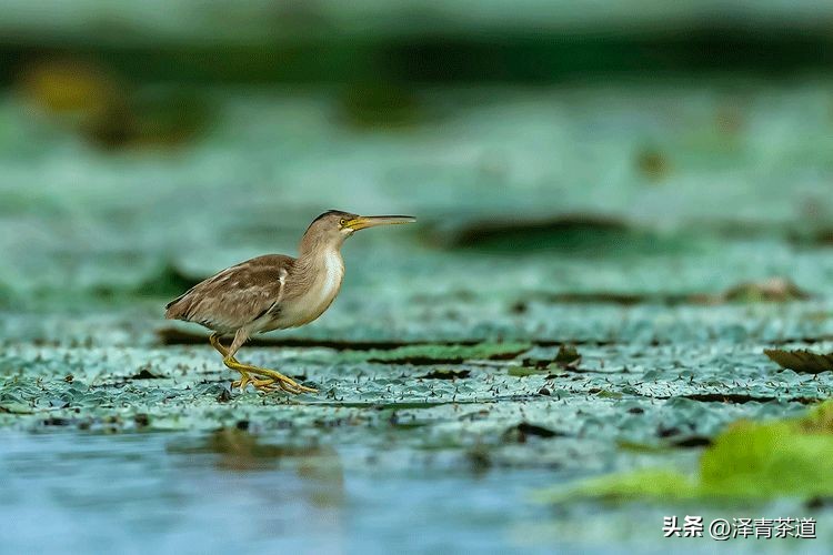 谷雨时节喝谷雨茶的寓意,过了谷雨的茶有什么区别