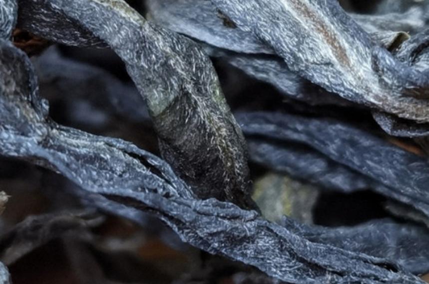 临沧冰岛昔归源头茶区直播,临沧茶区有冰岛吗