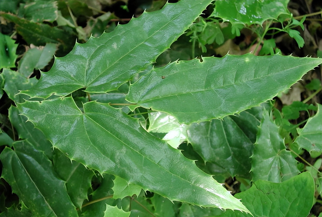 淫羊草与淫羊藿是相同的药,淫羊藿是什么草