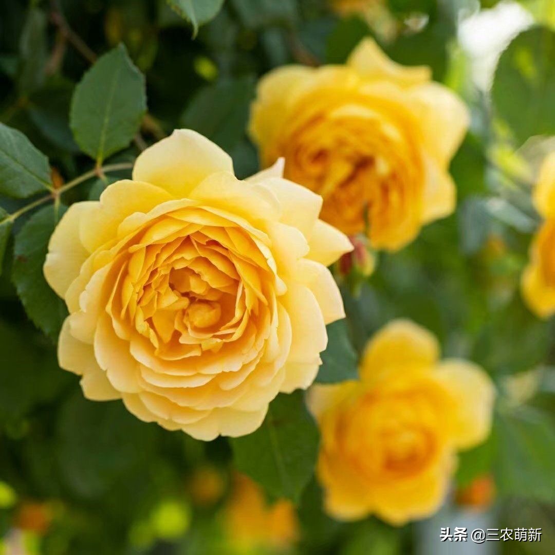 20种月季花图片大全,介绍月季花方法