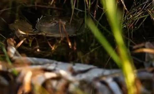 大闸蟹养殖致富路线,自己家如何养殖大闸蟹赚钱